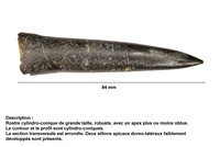 Passaloteuthis bruguieriana paxillosus
